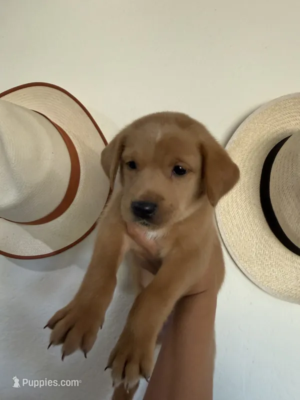 Cutie  – Rottweiler, Golden Retriever puppy for sale in Carmichael, CA