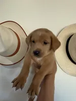 Cutie , a female Rottweiler and Golden Retriever for sale in Carmichael, CA – 1 of 1