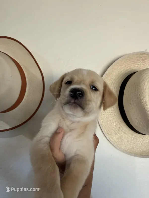 Baby – Rottweiler, Golden Retriever puppy for sale in Carmichael, CA