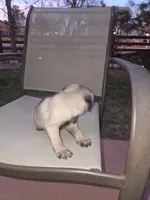 Bella, a female Pug for sale in Commerce City, CO – Photo 5 of 6