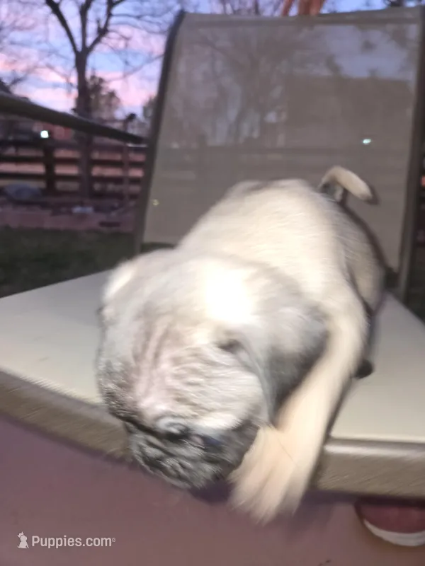 Bella – Pug puppy for sale in Commerce City, CO