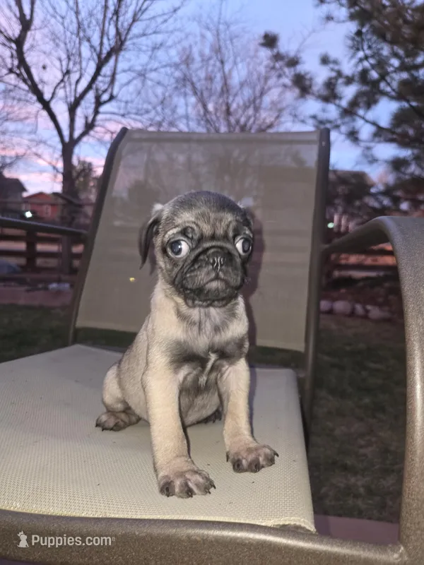 Bella – Pug puppy for sale in Commerce City, CO