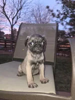 Bella, a female Pug for sale in Commerce City, CO – Photo 1 of 6