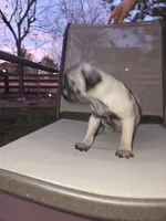 Bella, a female Pug for sale in Commerce City, CO – Photo 6 of 6