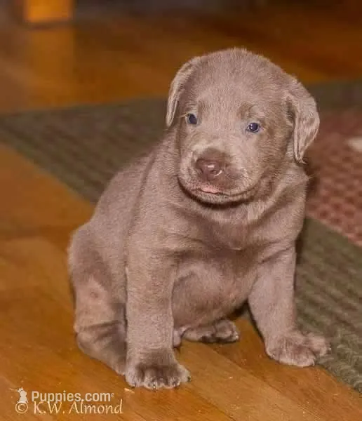 Blue – Labrador Retriever puppy for sale in Batesburg, SC
