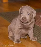 Blue, a male Labrador Retriever for sale in Batesburg, SC – 1 of 1