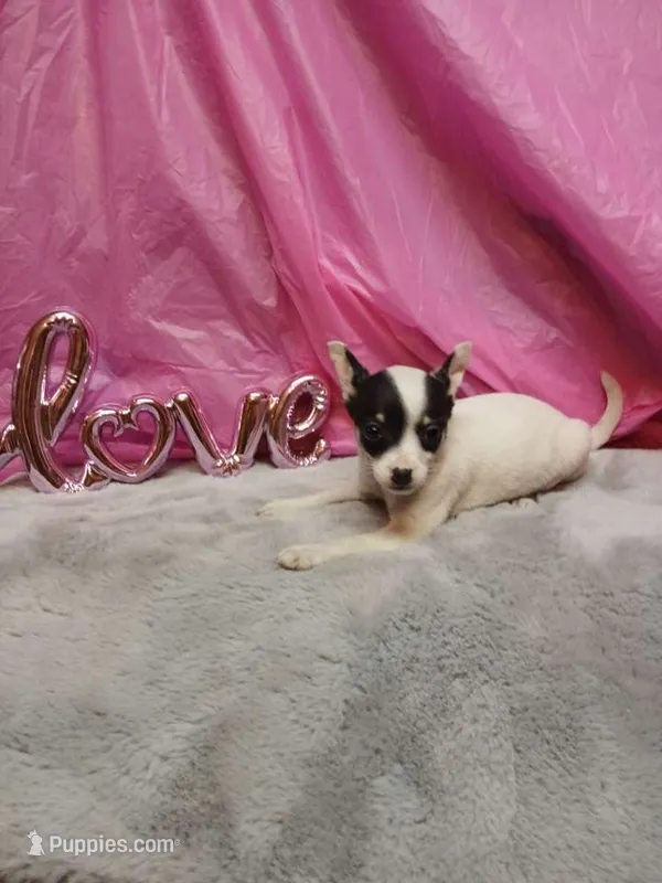 Daisy mae, chihuahua