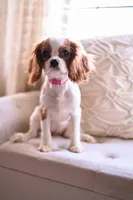 AKC Duchess, a female Cavalier King Charles Spaniel for sale in Marysville, CA – Photo 2 of 5