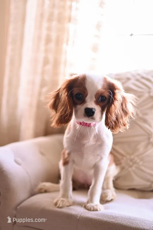 AKC Duchess – Cavalier King Charles Spaniel puppy for sale in Marysville, CA