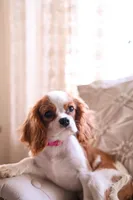 AKC Duchess, a female Cavalier King Charles Spaniel for sale in Marysville, CA – Photo 5 of 5