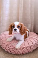 AKC Duchess, a female Cavalier King Charles Spaniel for sale in Marysville, CA – Photo 4 of 5
