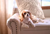 AKC Princess, a female Cavalier King Charles Spaniel for sale in Marysville, CA – Photo 3 of 3