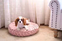 AKC Princess, a female Cavalier King Charles Spaniel for sale in Marysville, CA – Photo 2 of 3