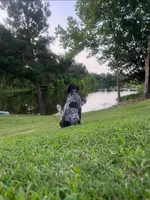 Gunner, a male German Shorthaired Pointer for sale in Ringgold, GA – Photo 3 of 3