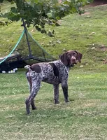 Gunner, a male German Shorthaired Pointer for sale in Ringgold, GA – Photo 1 of 3
