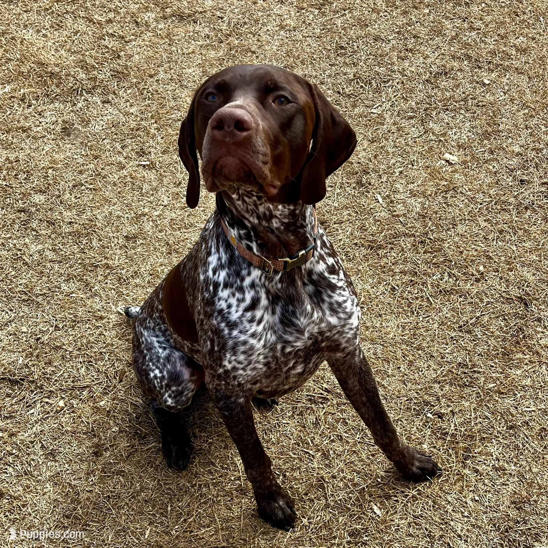 Gunner, a male German Shorthaired Pointer for sale in Ringgold, GA – Photo 2 of 3