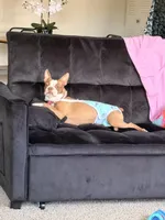 Cloe, a female Boston Terrier for sale in Orlando, FL – Photo 4 of 4