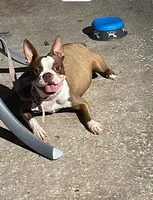 Cloe, a female Boston Terrier for sale in Orlando, FL – Photo 1 of 4