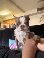 Cloe, a female Boston Terrier for sale in Orlando, FL – Photo 3 of 4