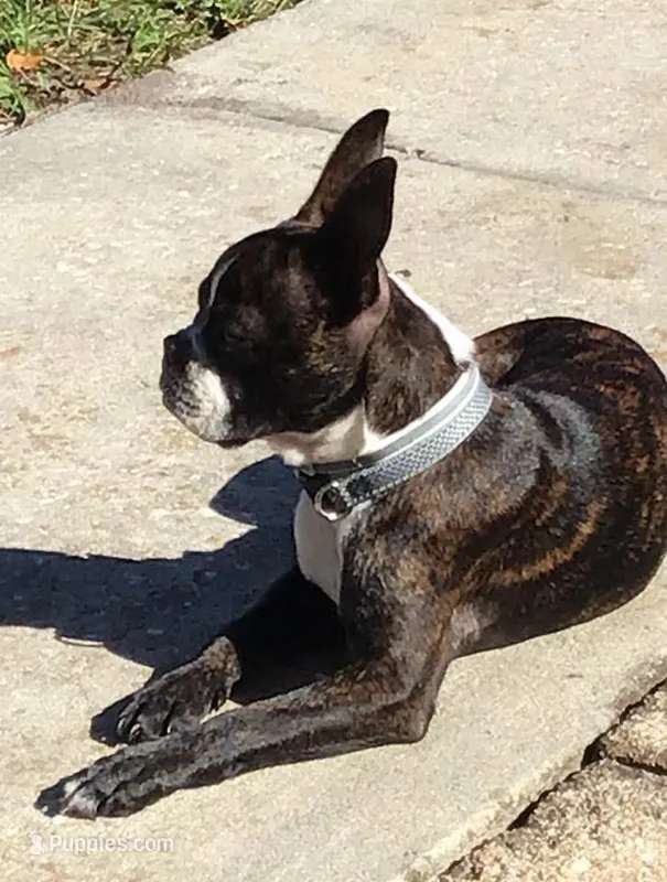 Auggie  – Boston Terrier puppy for sale in Orlando, FL