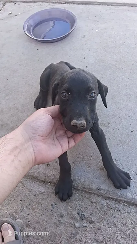 Hope – Doberman Pinscher puppy for sale in Barstow, CA