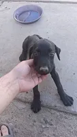 Hope, a female Doberman Pinscher for sale in Barstow, CA – 1 of 2
