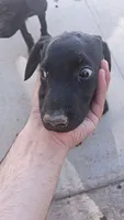 Hope, a female Doberman Pinscher for sale in Barstow, CA – 2 of 2