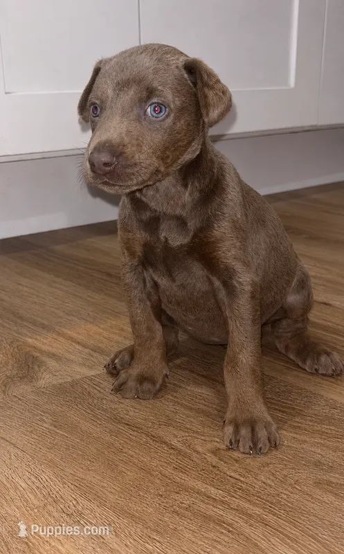 Pearl – Doberman Pinscher puppy for sale in San Bernardino, CA