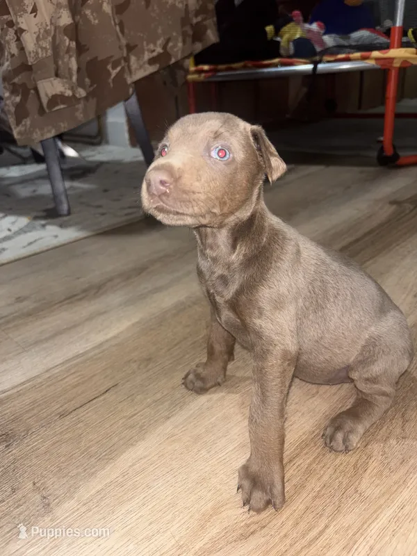 Pearl – Doberman Pinscher puppy for sale in Barstow, CA