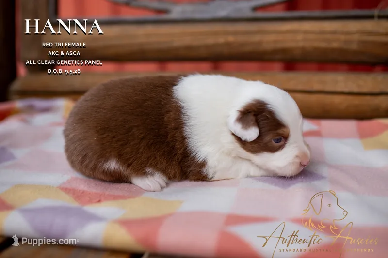 Hanna – Australian Shepherd puppy for sale in Red Bud, IL
