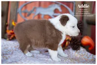 Addie, a female Australian Shepherd for sale in Red Bud, IL – 2 of 4