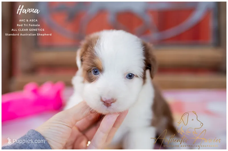 Hanna – Australian Shepherd puppy for sale in Red Bud, IL