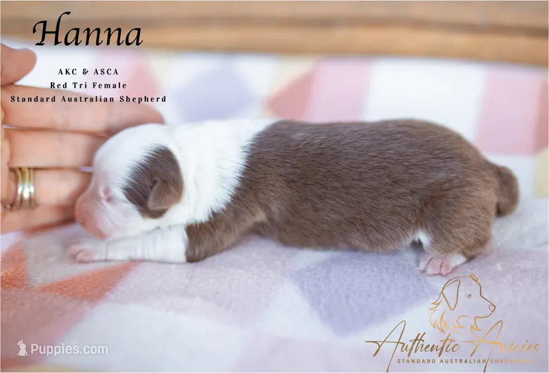 Hanna – Australian Shepherd puppy for sale in Red Bud, IL