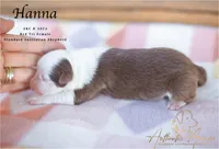 Hanna, a female Australian Shepherd for sale in Red Bud, IL – 1 of 4