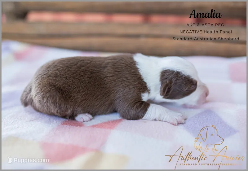 Amalia – Australian Shepherd puppy for sale in Red Bud, IL