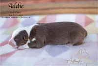 Addie, a female Australian Shepherd for sale in Red Bud, IL – 3 of 4