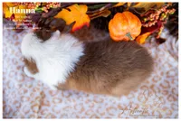 Hanna, a female Australian Shepherd for sale in Red Bud, IL – 4 of 5