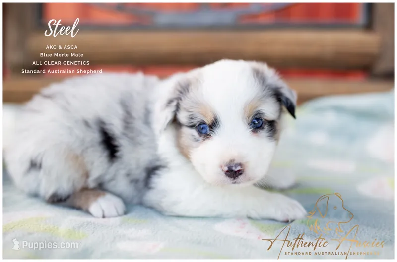 Steel – Australian Shepherd puppy for sale in Red Bud, IL