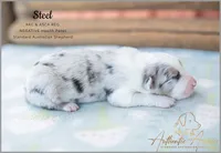 September 2026 Puppies are HERE, a female Australian Shepherd for sale in Red Bud, IL – 8 of 9