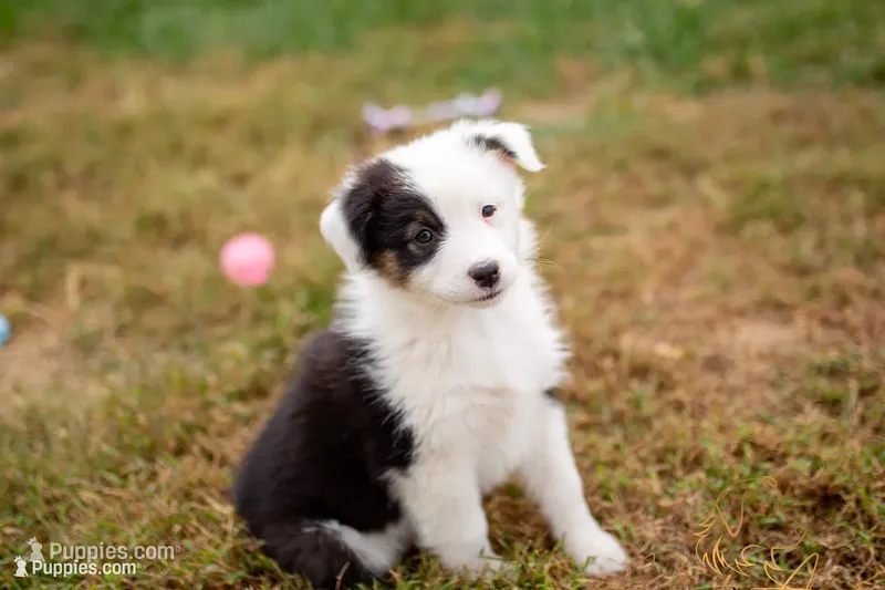 Frances – Australian Shepherd puppy for sale in Red Bud, IL