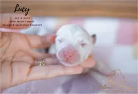 Lucy, a female Australian Shepherd for sale in Red Bud, IL – 3 of 4