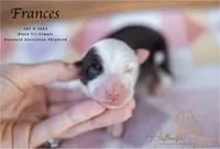 Frances, a female Australian Shepherd for sale in Red Bud, IL – 4 of 4
