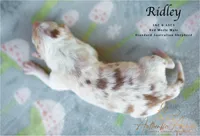 Ridley, a male Australian Shepherd for sale in Red Bud, IL – 4 of 4