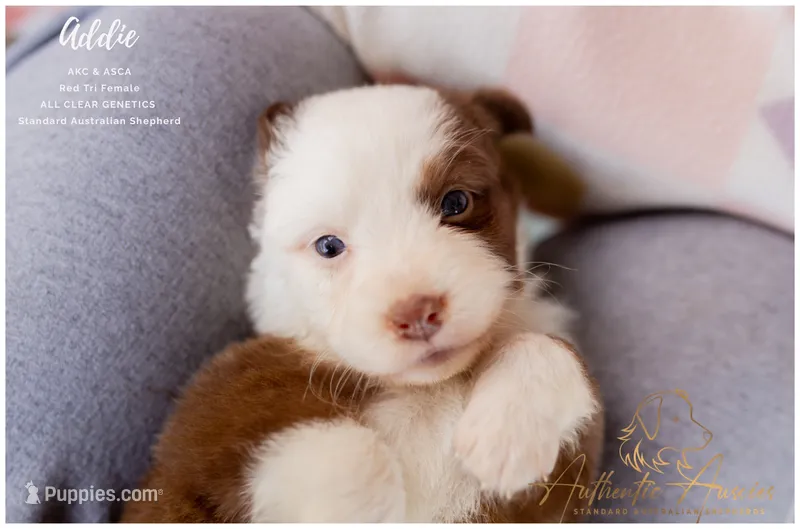 Addie – Australian Shepherd puppy for sale in Red Bud, IL