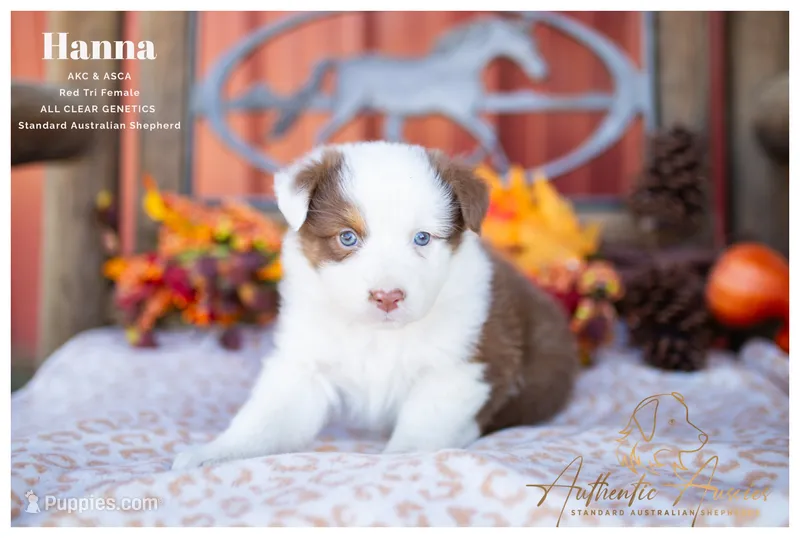 Hanna – Australian Shepherd puppy for sale in Red Bud, IL