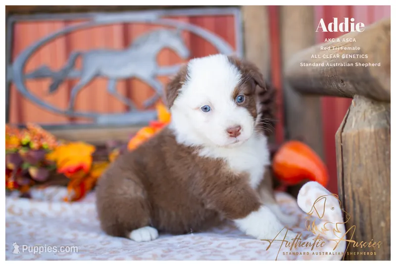 Addie – Australian Shepherd puppy for sale in Red Bud, IL