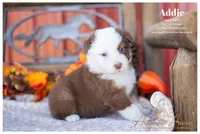 Addie, a female Australian Shepherd for sale in Red Bud, IL – 1 of 4