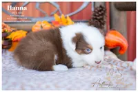 Hanna, a female Australian Shepherd for sale in Red Bud, IL – 5 of 5