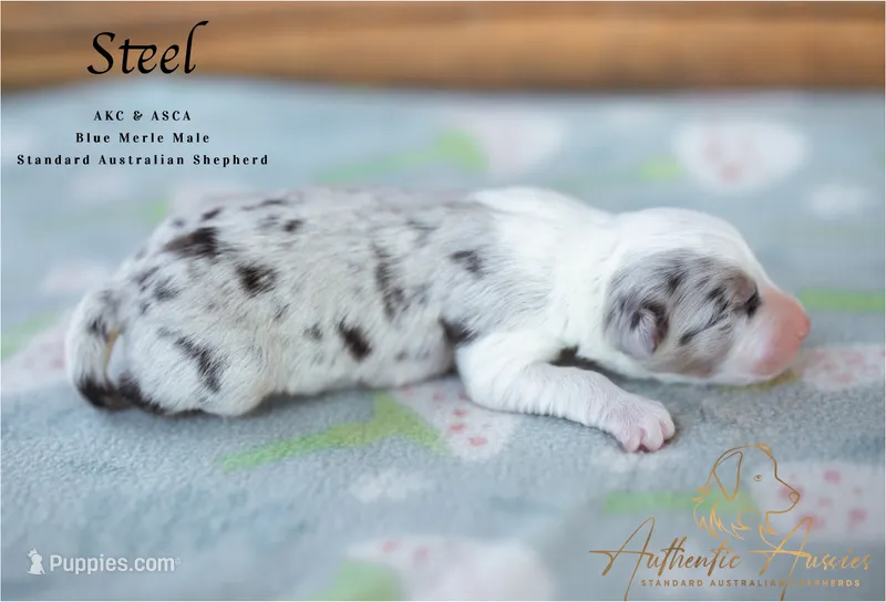 Steel – Australian Shepherd puppy for sale in Red Bud, IL