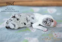 Steel, a male Australian Shepherd for sale in Red Bud, IL – 1 of 4